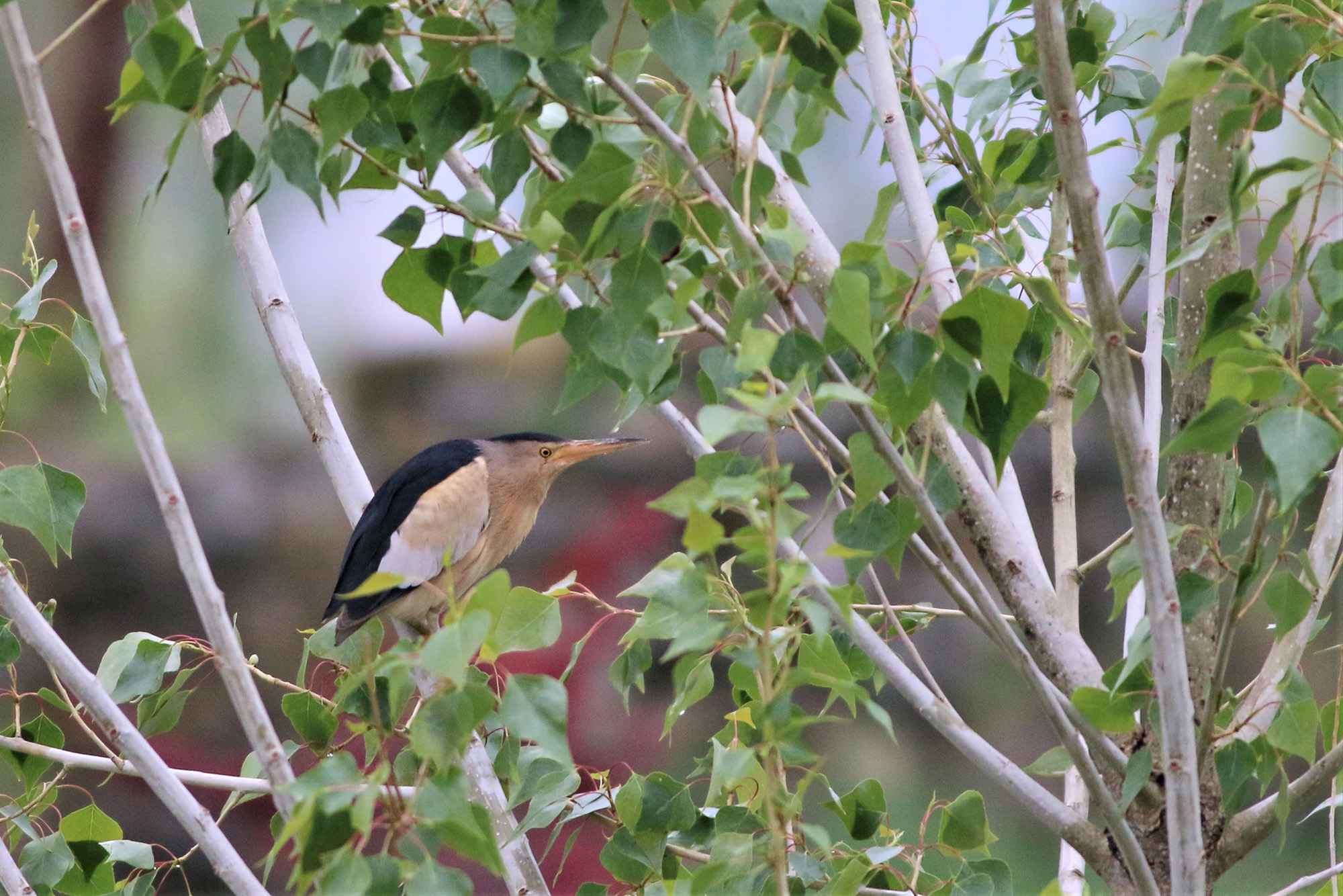 Little Bittern